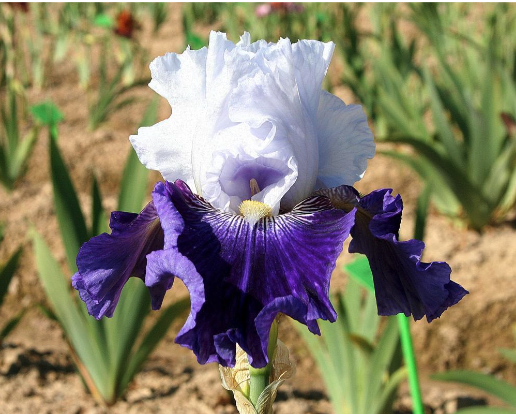 Iris Amoena